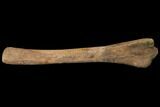 Edmontosaurus (Duck-Billed Dinosaur) Ulna Bone - Montana #129792-2